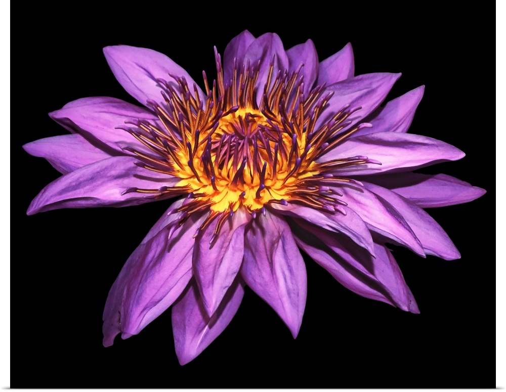 Photograph of a large blooming purple water lily on a dark solid background.
