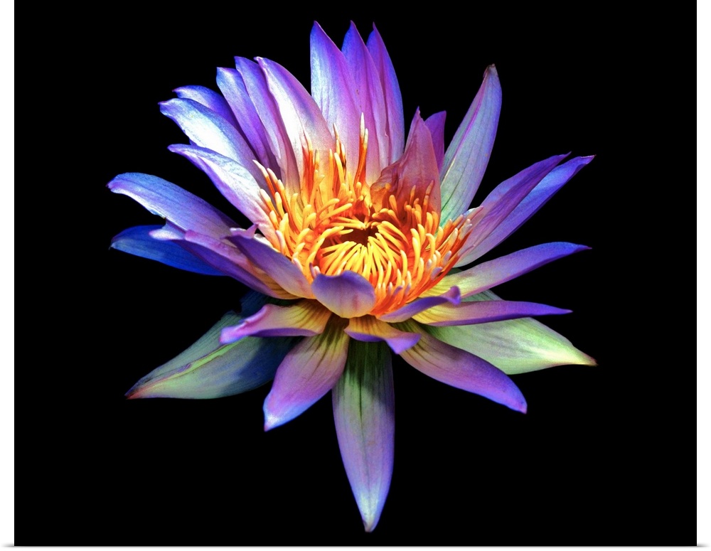 Up close photograph of blossoming water lily in high saturation against a dark background.