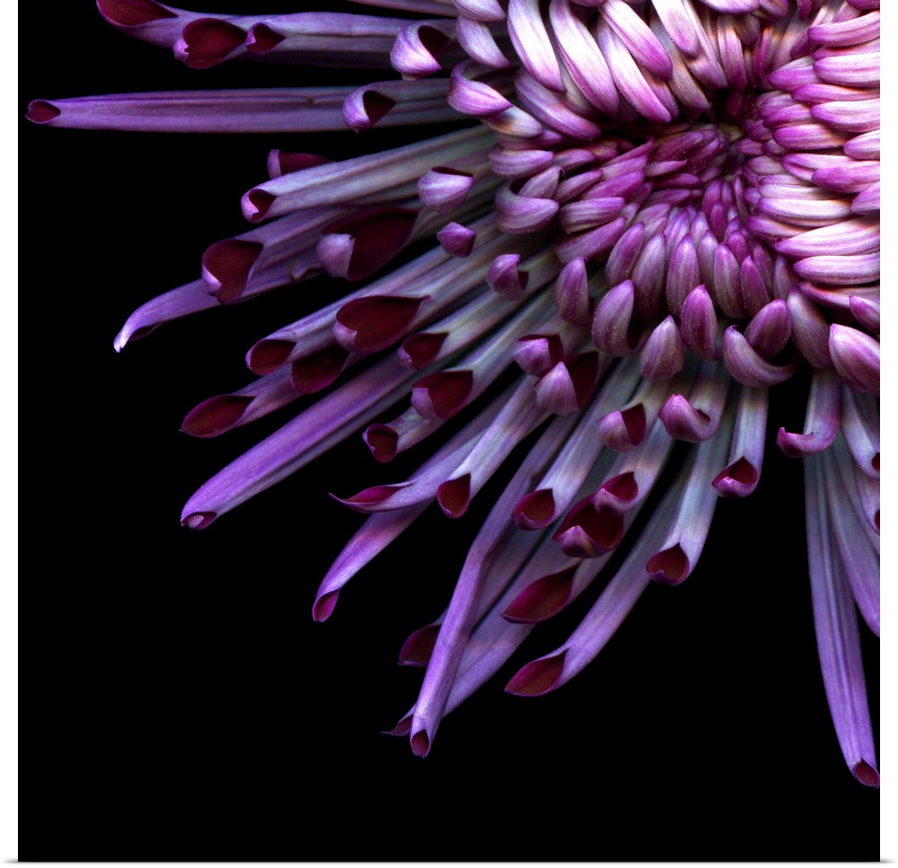 Spider Chrysanthemum close-up, macro.