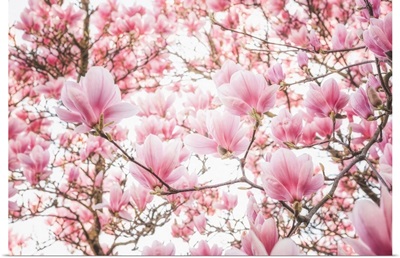 Spring Colored Magnolia