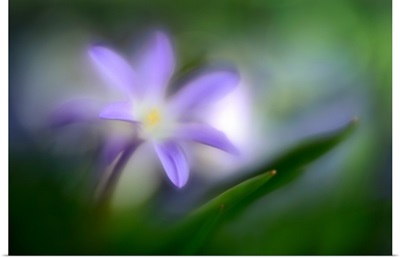 Spring Flower Closeup