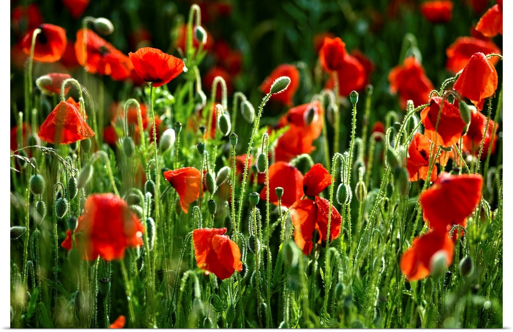 This large piece consists of poppy flowers that have begun to bloom. There are still lots of green buds sprouting in the f...