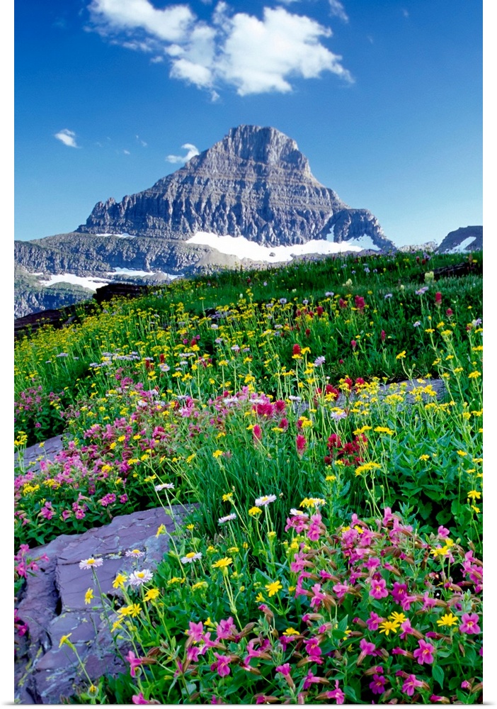 Tall canvas of beautiful wildflowers in a field in front of a rugged mountain.