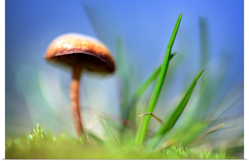 A mushroom with a wide cap growing next to blades of grass with a blue sky overhead.