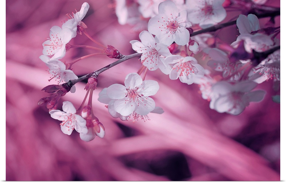 Cherry blossoms close up