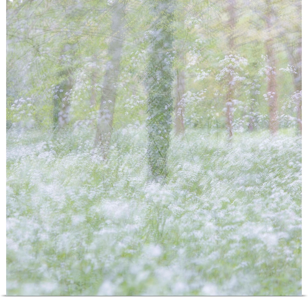 Dreamlike photograph of a forest filled with small white flowers and a blurred appearance.