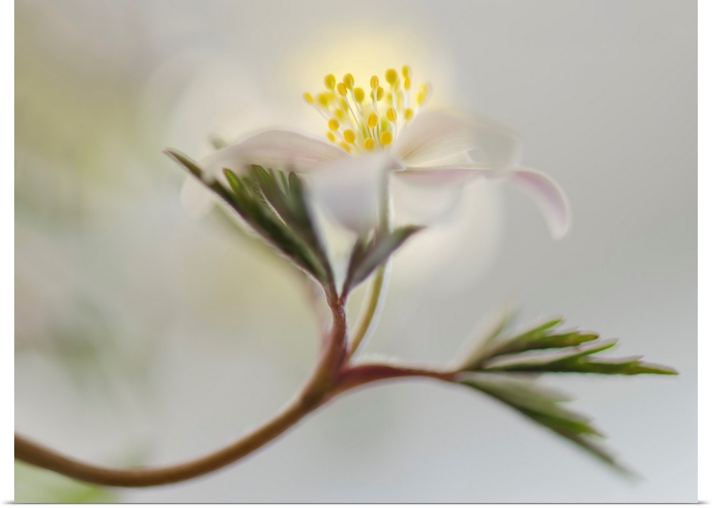 Dreamlike image of a white flower growing off of a long stem with green leaves on a blurred background.