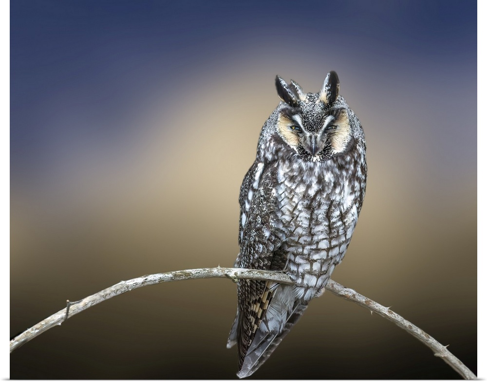 Creative image of Great Horned Owl