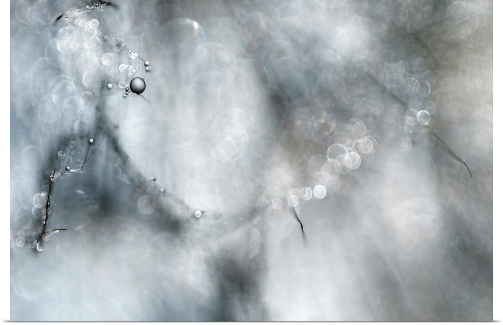 Abstract artwork of a branch that contains several water droplets while the rest of the tree is blurred and out of focus.