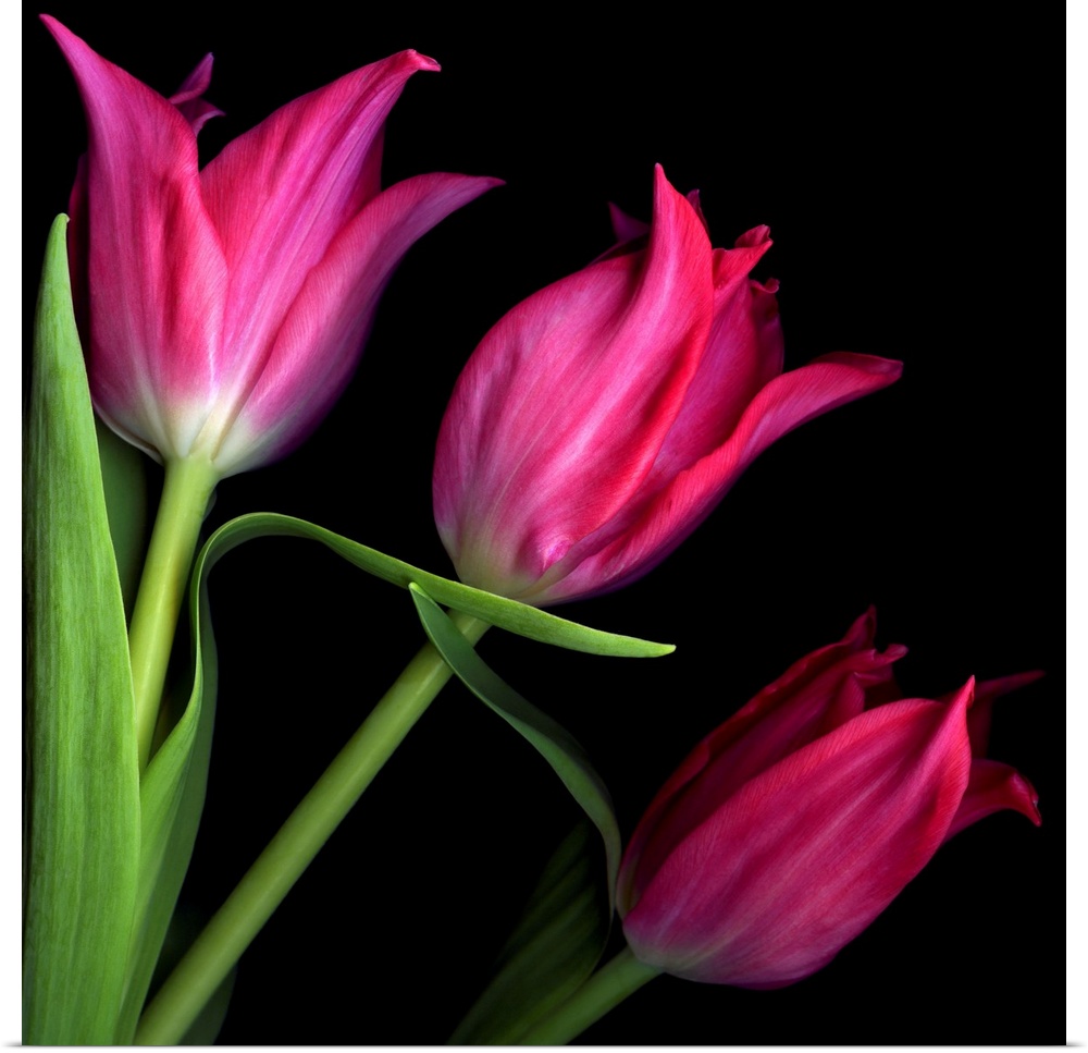 Three pink star tulips.