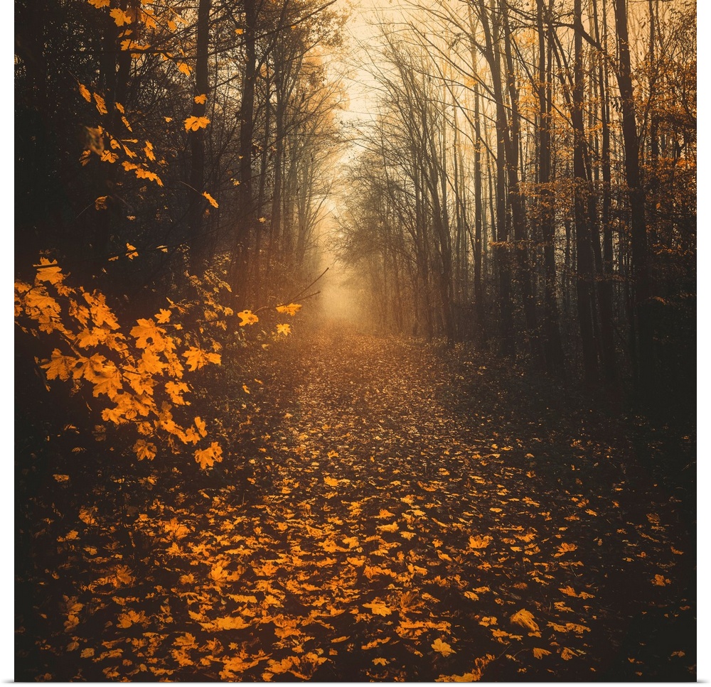 Path in the forest during autumn
