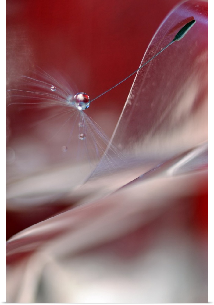 A dew drop on a dandelion seed standing out from the blurred foreground.