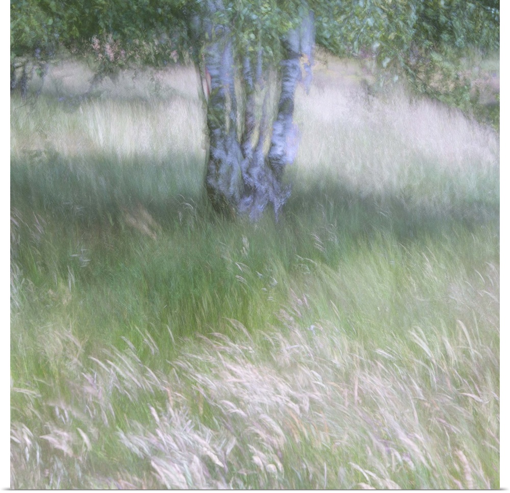 A soft gentle impressionistic image of the breeze bl;owing through grasses beneath a silver birch tree.