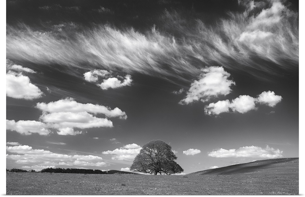 Black and white photograph of a large lone tree in a big field under a wispy cloud sky.