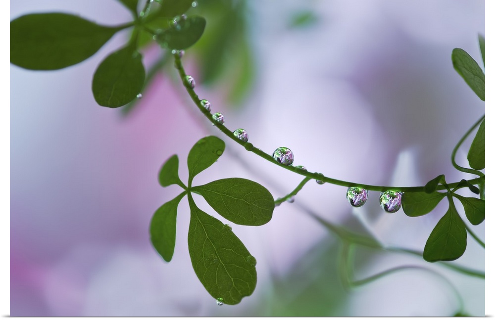 A macro photograph of green leaves with water droplets hanging from the vine.