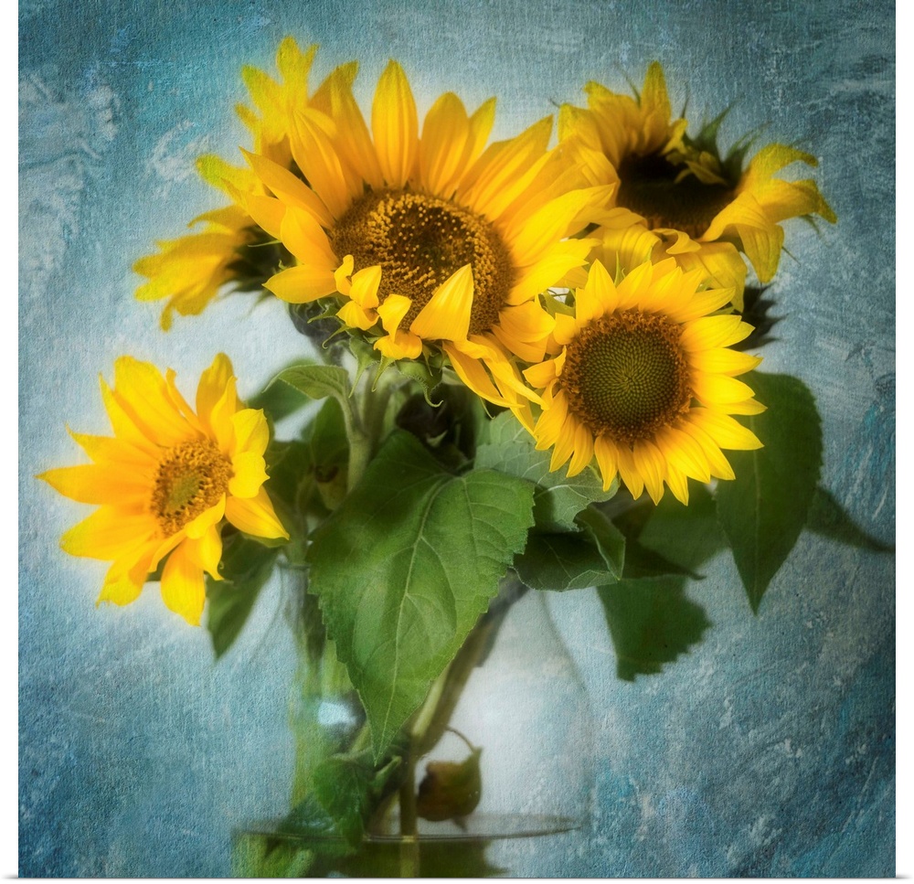 Square image of a bouquet of sunflowers inside a glass vase on a textured indigo background.