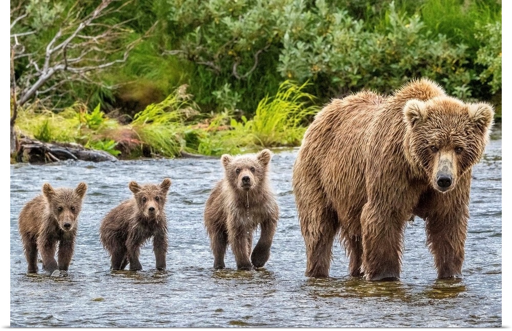 A mother Grizzly bear and her three cubs wading in a river.