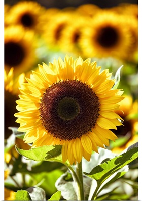 Sunflower Field II
