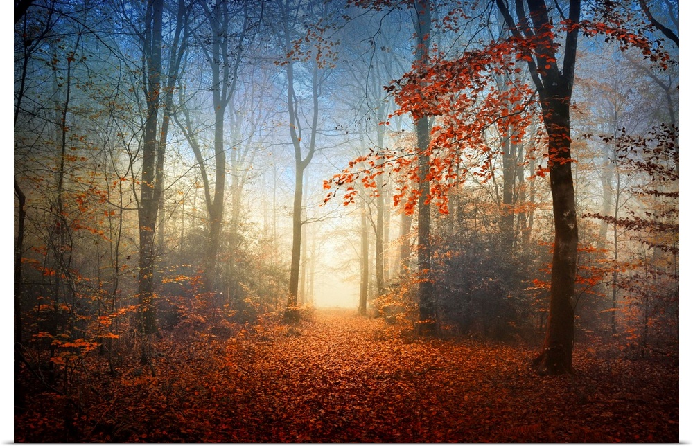 Landscape, fine art photograph of the Broceliande forest with autumn foliage, surrounded by thin fog at sunrise.