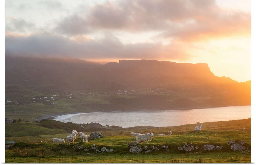 Rural scene on skye island in scotland with cheeps under sunset on the north coast with moutains on the background
