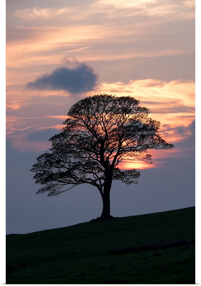 Majestic lone oak tree silhouetted against a beautiful warm orange and yellow sunset of clouds on a hill.