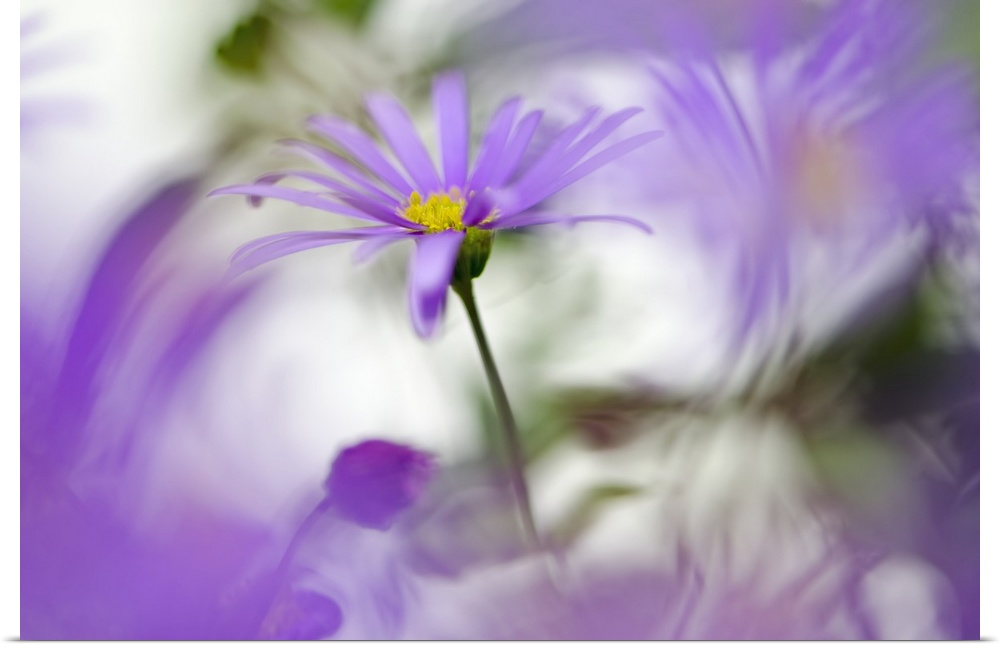 A purple flower standing out against a blurred motion background.