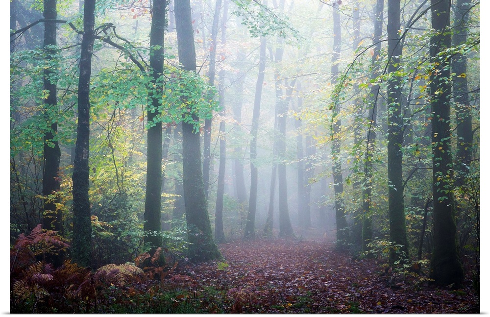 Fine art photo of a misty forest in the early autumn.
