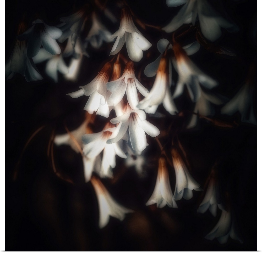 Small white flowers on a black background
