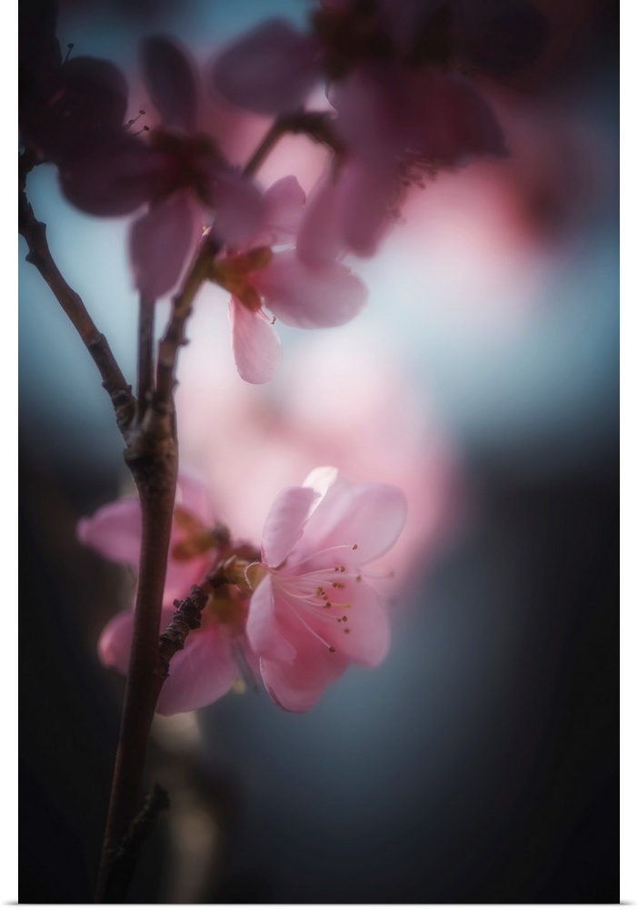 Cherry blossom with a bokeh effect