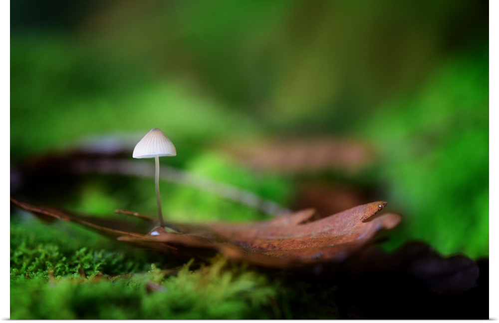 A tiny mushroom growing from a piece of bark among moss on the ground.