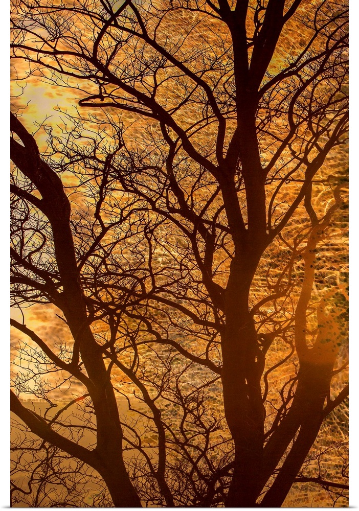 A photograph of a silhouetted bare branched tree against an autumn glow background.