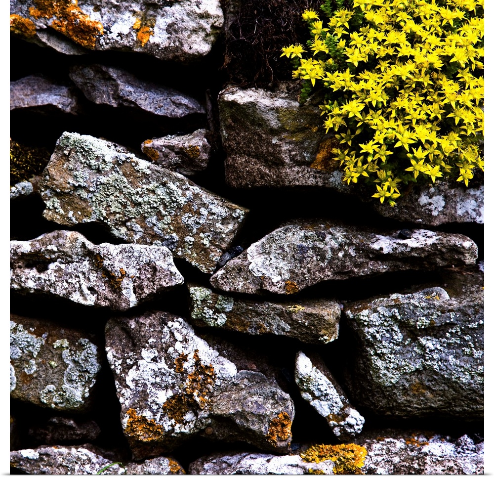 A detailled close-up of an English dry-stone wall with lichen covered rocks and a beautiful yellow flowered plant growing ...