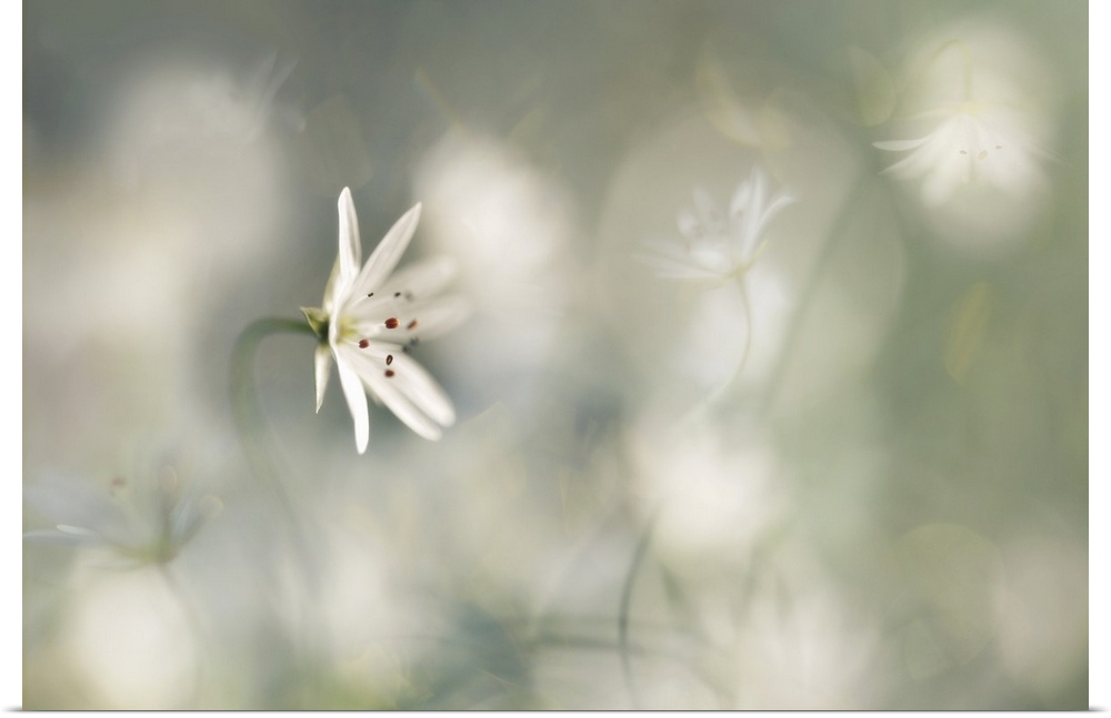 A small white flower with a white bokeh background.