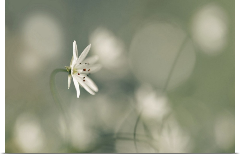 A small white flower with a white bokeh background.