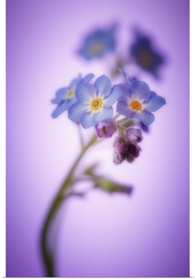 Tender Forget Me Not