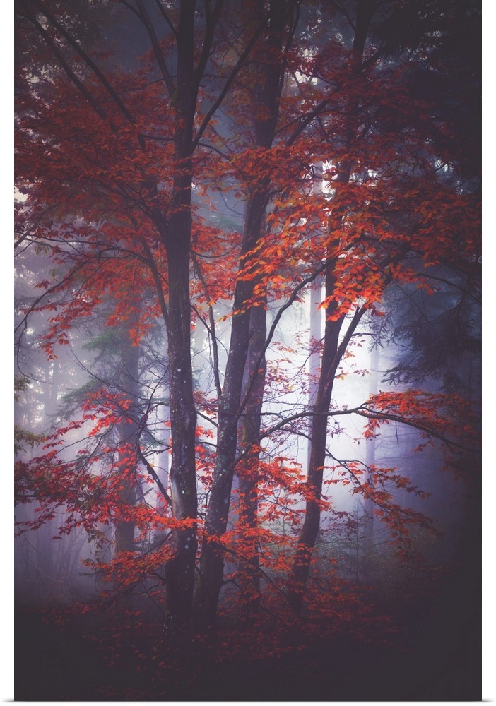 Thick fog in a forest of slender trees with red leaves.