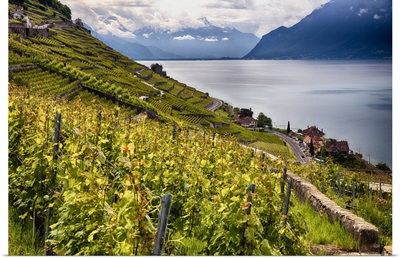 Terraced Vineyard at Lake Geneva