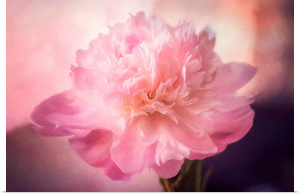Pink peony with photo texture
