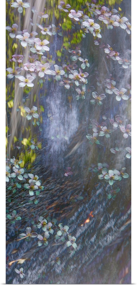 Panel sized photograph with a dreamy look of flowers floating down a river.