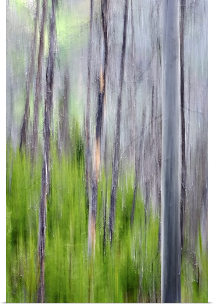 Blurred image of a forest of slender trees, creating an abstract vertical pattern.