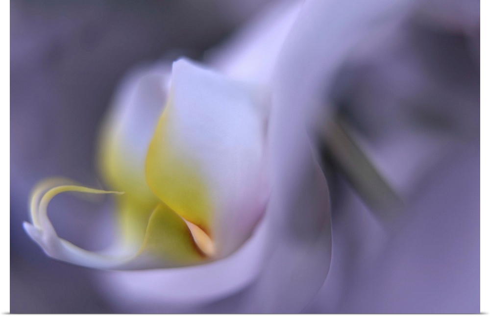 Close up blurred image of the petals of an orchid.