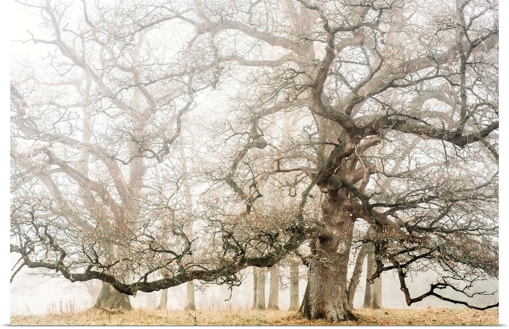 Photograph of large oak trees on a foggy Fall day.