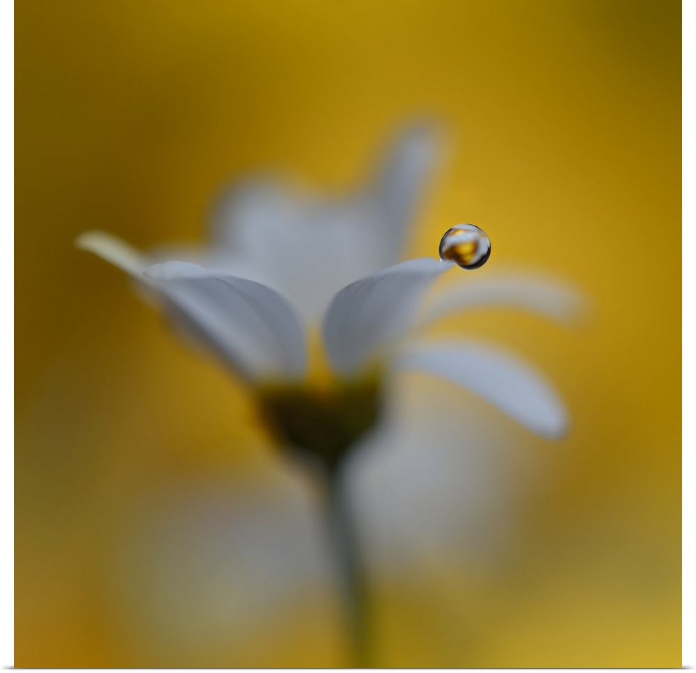 A macro photograph of focus on a water droplet resting on the petal of a white flower.