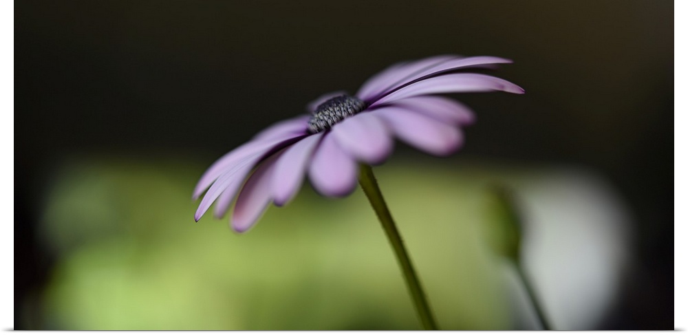 Soft focus photograph of a flower with light purple petals on a black and green background.