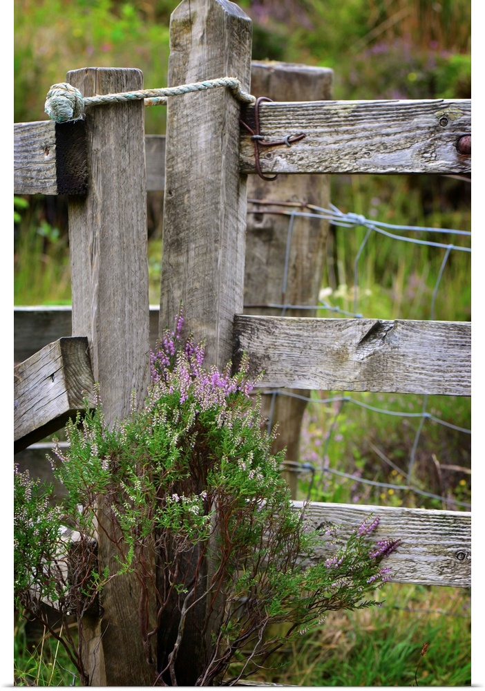 Fine art photo of a wooden fence post wit thistle plants growing at the base.