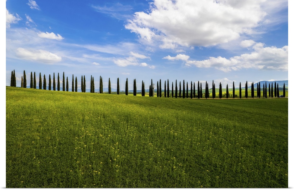 Near Pienza in Tuscany there is a farmhouse with characteristic cypresses. It is a classic image of a Tuscan landscape in ...
