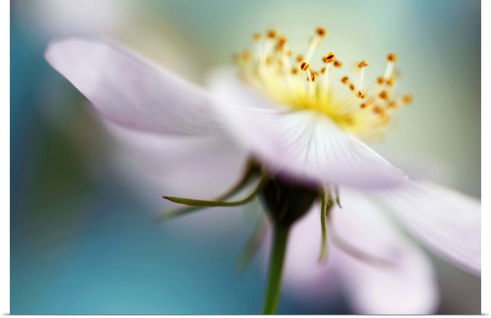 Macro photograph of a white flower with a shallow depth of field.