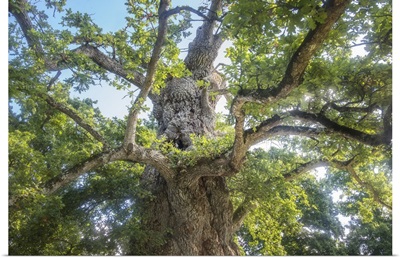 The Old Tree Oak