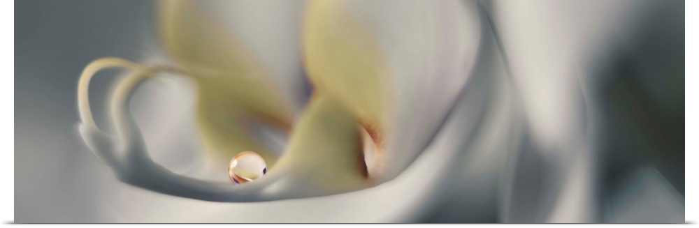 Macro photograph of a white orchid.