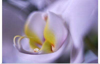 The Orchid Soft Tear II